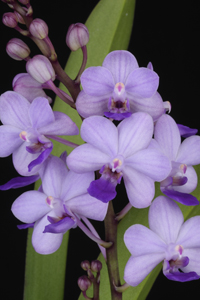Rhnps. Kasorn's Viola Coequestris Diamond Orchids AM 82 pts.